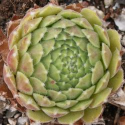 Sempervivum - Dachwurz - Hauswurz